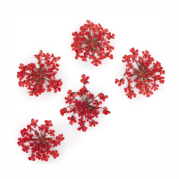 Flori uscate roșii deschis