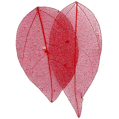 Frunze uscate – roșii